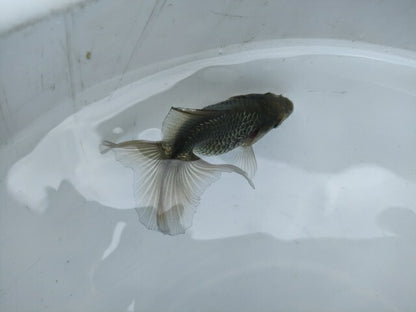 倉庫◆生体オランダショートテール当歳魚約4〜5センチ（1匹）オランダ/金魚/琉金/きんぎょ/国産金魚【金魚小屋-希-福岡】
