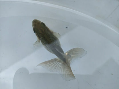 倉庫◆生体オランダショートテール当歳魚約4〜5センチ（1匹）オランダ/金魚/琉金/きんぎょ/国産金魚【金魚小屋-希-福岡】