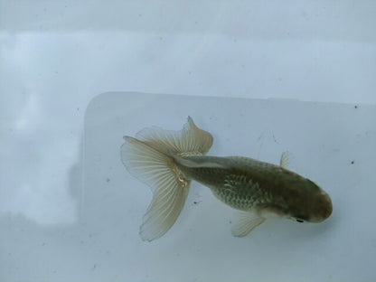 倉庫◆生体オランダショートテール当歳魚約4〜5センチ（1匹）オランダ/金魚/琉金/きんぎょ/国産金魚【金魚小屋-希-福岡】