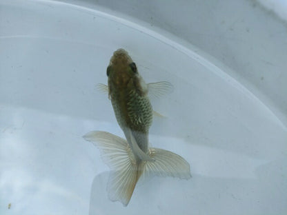 生体土佐錦(5)弐歳魚約7センチ（1匹）金魚/蝶尾/琉金/きんぎょ/国産金魚【金魚小屋-希-福岡】