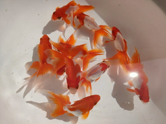 生体飯田産更紗琉金弐歳魚約7～8センチ（1匹）オランダ/金魚/ローズテール/棚田産/きんぎょ/国産金魚【金魚小屋-希-福岡】