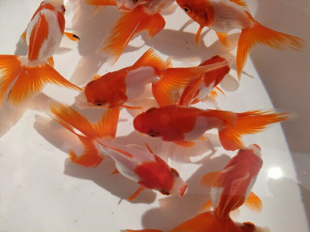 生体飯田産更紗琉金弐歳魚約7～8センチ（1匹）オランダ/金魚/ローズテール/棚田産/きんぎょ/国産金魚【金魚小屋-希-福岡】