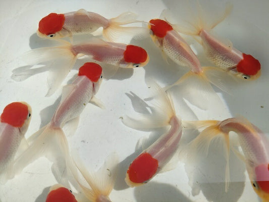 生体飯田産高頭丹頂弐歳魚約8～9センチ（1匹）オランダ/金魚/ローズテール/棚田産/きんぎょ/国産金魚【金魚小屋-希-福岡】