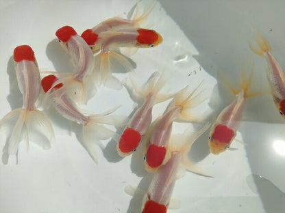 生体飯田産高頭丹頂弐歳魚約8～9センチ（1匹）オランダ/金魚/ローズテール/棚田産/きんぎょ/国産金魚【金魚小屋-希-福岡】