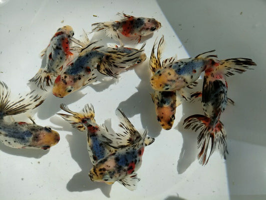 生体二木産キャリコ琉金弐歳魚約7～9センチ（1匹）オランダ/金魚/ローズテール/東錦/きんぎょ/国産金魚【金魚小屋-希-福岡】