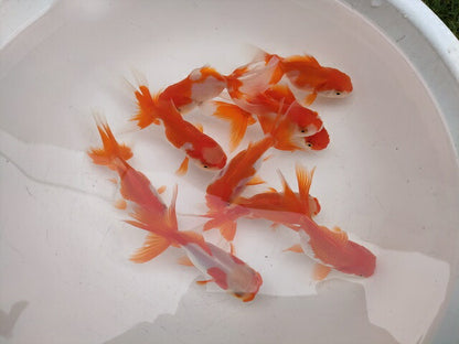 生体飯田産更紗オランダ獅子頭弐歳魚約8センチ（1匹）オランダ/金魚/ローズテール/棚田産/きんぎょ/国産金魚【金魚小屋-希-福岡】