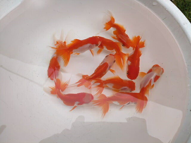 生体飯田産更紗オランダ獅子頭弐歳魚約8センチ（1匹）オランダ/金魚/ローズテール/棚田産/きんぎょ/国産金魚【金魚小屋-希-福岡】