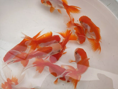生体飯田産更紗オランダ獅子頭弐歳魚約8センチ（1匹）オランダ/金魚/ローズテール/棚田産/きんぎょ/国産金魚【金魚小屋-希-福岡】
