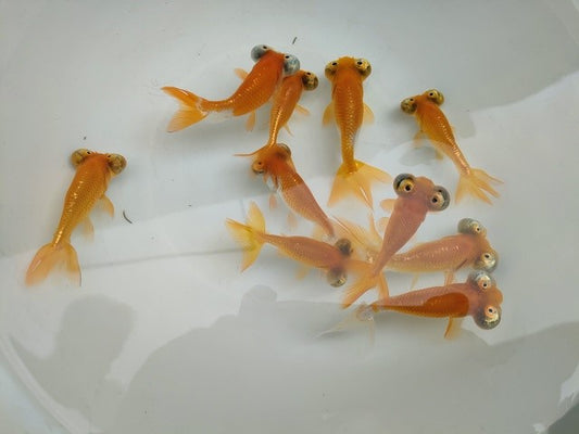 生体頂天眼弐歳魚約8センチ（1匹）オランダ/金魚/琉金/水泡眼//きんぎょ/国産金魚【金魚小屋-希-福岡】