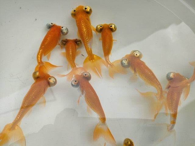 生体頂天眼弐歳魚約8センチ（1匹）オランダ/金魚/琉金/水泡眼//きんぎょ/国産金魚【金魚小屋-希-福岡】