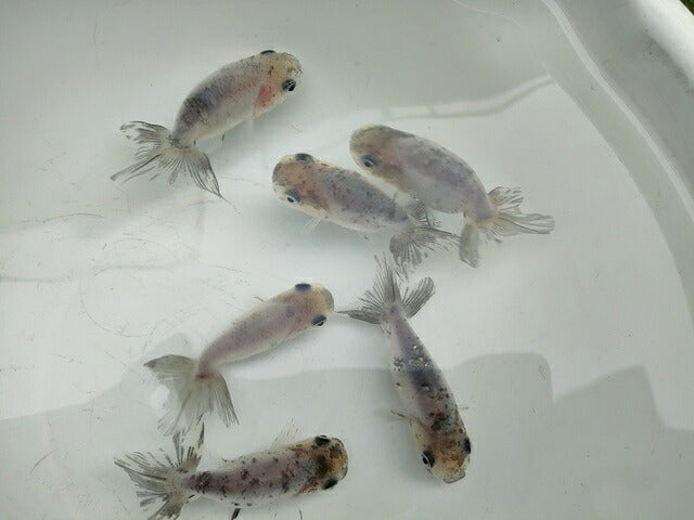生体江戸錦弐歳魚約7センチ（1匹）らんちゅう/金魚/桜錦/変わりらんちゅう/きんぎょ/国産金魚【金魚小屋-希-福岡】