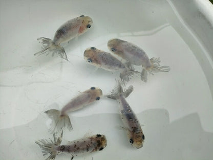 生体江戸錦弐歳魚約7センチ（1匹）らんちゅう/金魚/桜錦/変わりらんちゅう/きんぎょ/国産金魚【金魚小屋-希-福岡】