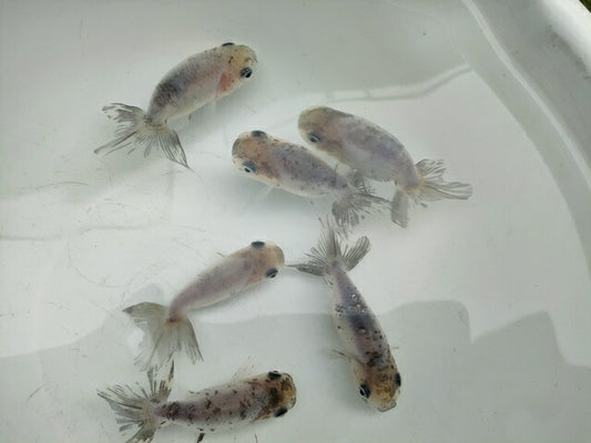 生体江戸錦弐歳魚約7センチ（1匹）らんちゅう/金魚/桜錦/変わりらんちゅう/きんぎょ/国産金魚【金魚小屋-希-福岡】