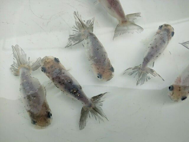 生体江戸錦弐歳魚約7センチ（1匹）らんちゅう/金魚/桜錦/変わりらんちゅう/きんぎょ/国産金魚【金魚小屋-希-福岡】