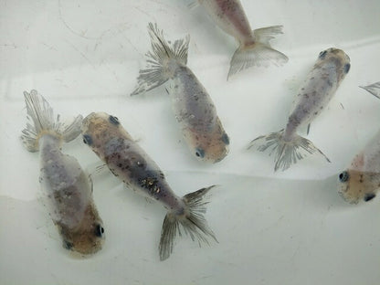 生体江戸錦弐歳魚約7センチ（1匹）らんちゅう/金魚/桜錦/変わりらんちゅう/きんぎょ/国産金魚【金魚小屋-希-福岡】