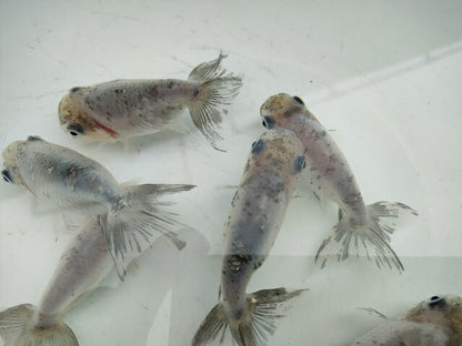 生体江戸錦弐歳魚約7センチ（1匹）らんちゅう/金魚/桜錦/変わりらんちゅう/きんぎょ/国産金魚【金魚小屋-希-福岡】