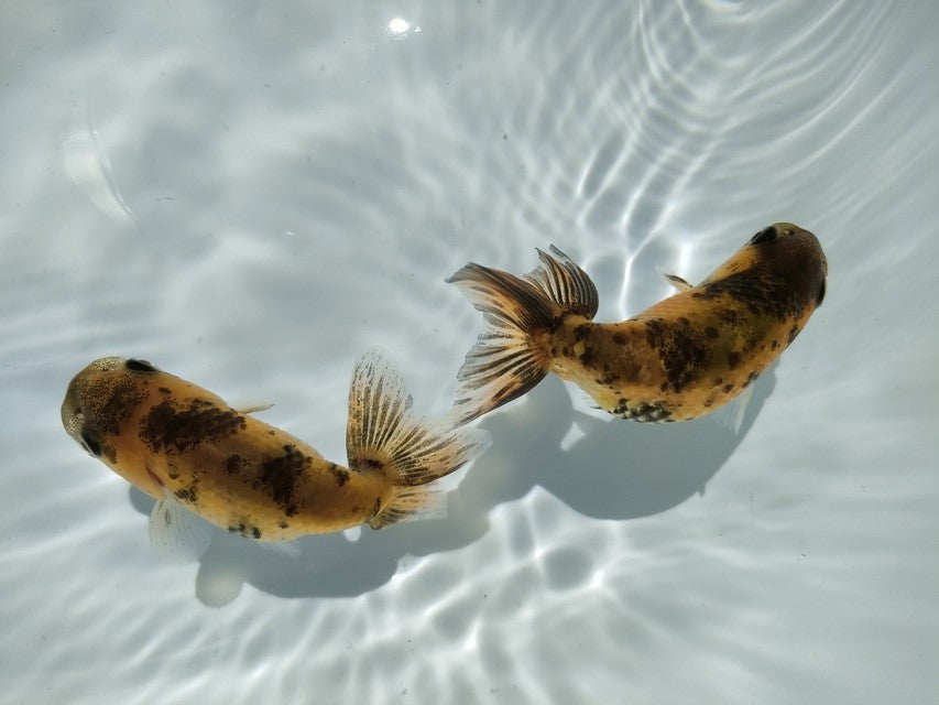 生体江戸錦弐歳魚約7センチ（1匹）らんちゅう/金魚/桜錦/変わりらんちゅう/きんぎょ/国産金魚【金魚小屋-希-福岡】