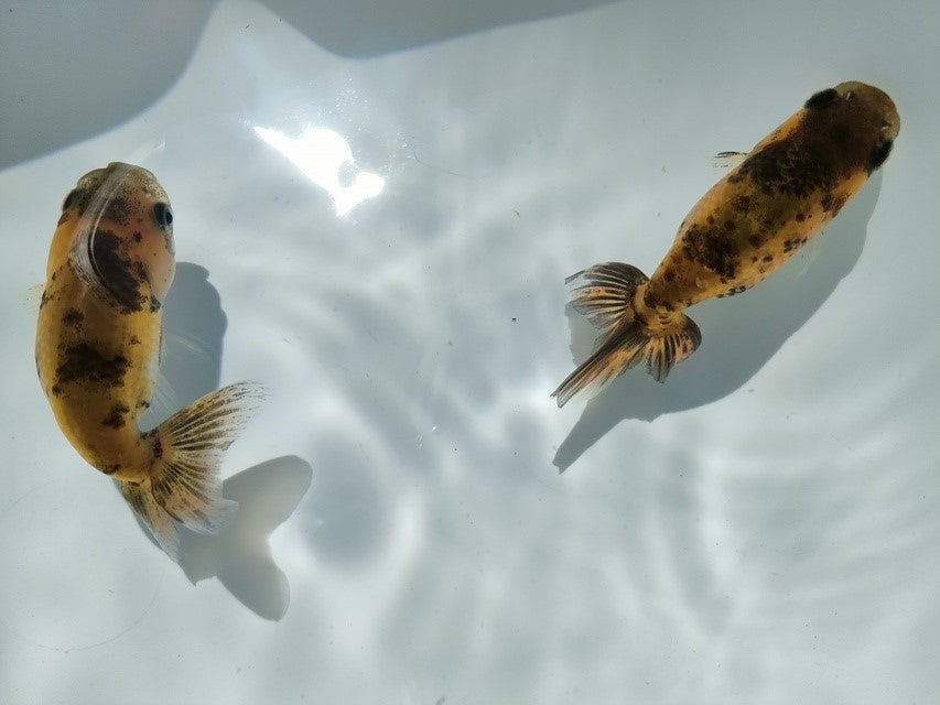 生体江戸錦弐歳魚約7センチ（1匹）らんちゅう/金魚/桜錦/変わりらんちゅう/きんぎょ/国産金魚【金魚小屋-希-福岡】