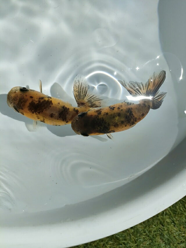 生体江戸錦弐歳魚約7センチ（1匹）らんちゅう/金魚/桜錦/変わりらんちゅう/きんぎょ/国産金魚【金魚小屋-希-福岡】