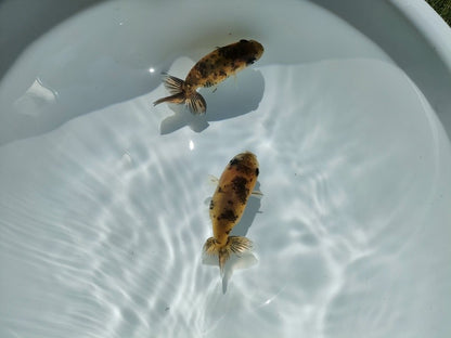 生体江戸錦弐歳魚約7センチ（1匹）らんちゅう/金魚/桜錦/変わりらんちゅう/きんぎょ/国産金魚【金魚小屋-希-福岡】