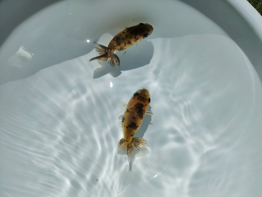 生体江戸錦弐歳魚約7センチ（1匹）らんちゅう/金魚/桜錦/変わりらんちゅう/きんぎょ/国産金魚【金魚小屋-希-福岡】
