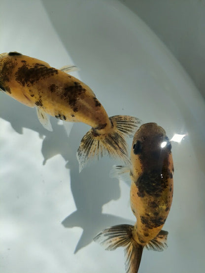 生体江戸錦弐歳魚約8センチ（1匹）らんちゅう/金魚/桜錦/変わりらんちゅう/きんぎょ/国産金魚【金魚小屋-希-福岡】