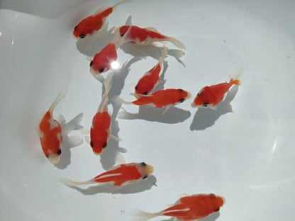 生体江戸錦弐歳魚約7センチ（1匹）らんちゅう/金魚/桜錦/変わりらんちゅう/きんぎょ/国産金魚【金魚小屋-希-福岡】