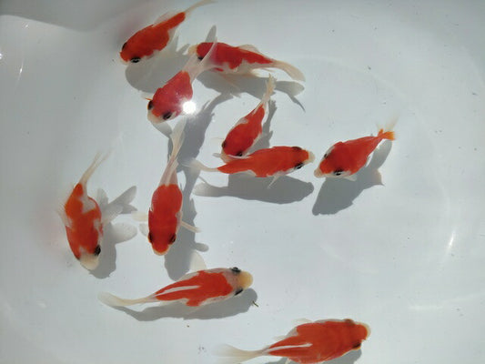 生体江戸錦弐歳魚約7センチ（1匹）らんちゅう/金魚/桜錦/変わりらんちゅう/きんぎょ/国産金魚【金魚小屋-希-福岡】