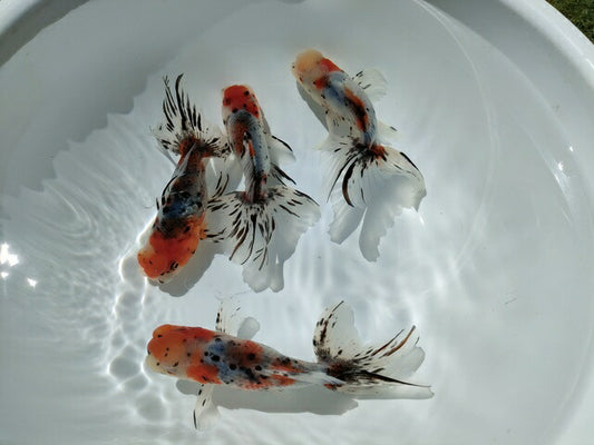 倉庫◆生体オランダショートテール当歳魚約4〜5センチ（1匹）オランダ/金魚/琉金/きんぎょ/国産金魚【金魚小屋-希-福岡】
