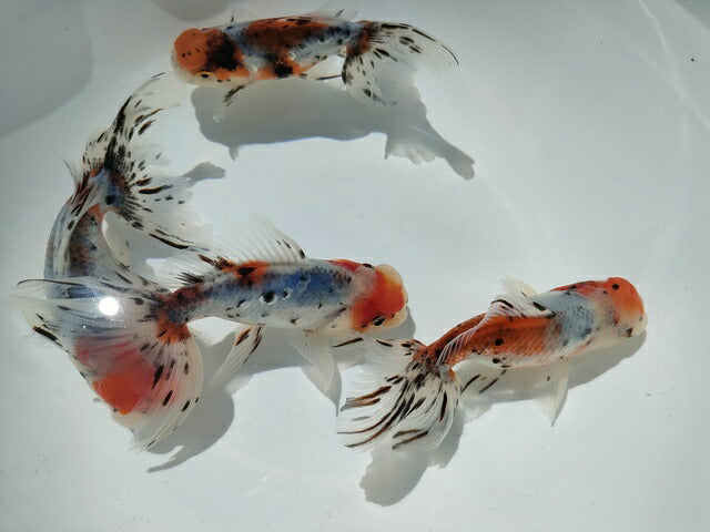 倉庫◆生体オランダショートテール当歳魚約4〜5センチ（1匹）オランダ/金魚/琉金/きんぎょ/国産金魚【金魚小屋-希-福岡】