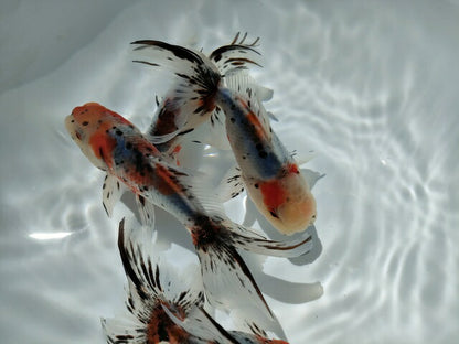 倉庫◆生体オランダショートテール当歳魚約4〜5センチ（1匹）オランダ/金魚/琉金/きんぎょ/国産金魚【金魚小屋-希-福岡】