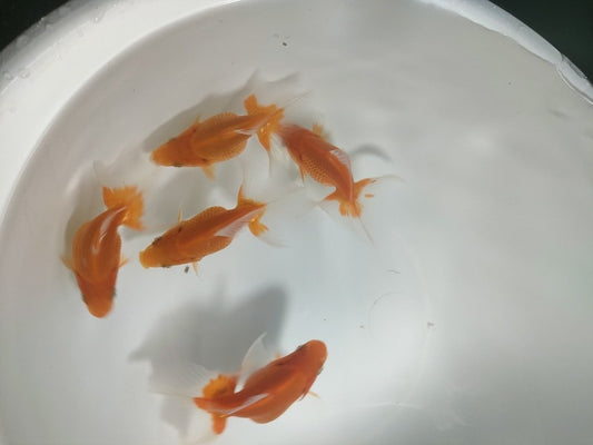 倉庫◆生体オランダショートテール当歳魚約4〜5センチ（1匹）オランダ/金魚/琉金/きんぎょ/国産金魚【金魚小屋-希-福岡】