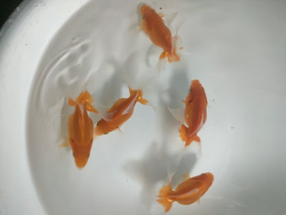 倉庫◆生体オランダショートテール当歳魚約4〜5センチ（1匹）オランダ/金魚/琉金/きんぎょ/国産金魚【金魚小屋-希-福岡】