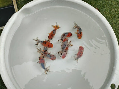 生体江戸錦弐歳魚約7センチ（1匹）らんちゅう/金魚/桜錦/変わりらんちゅう/きんぎょ/国産金魚【金魚小屋-希-福岡】