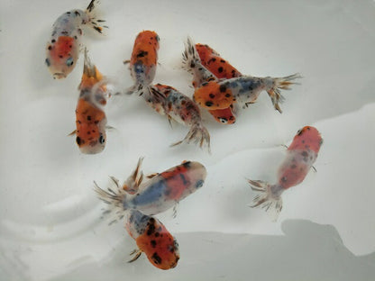 生体江戸錦弐歳魚約7センチ（1匹）らんちゅう/金魚/桜錦/変わりらんちゅう/きんぎょ/国産金魚【金魚小屋-希-福岡】