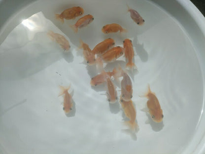 生体加藤産桜錦弐歳魚約7センチ（1匹）らんちゅう/金魚/江戸錦/変わりらんちゅう/きんぎょ/国産金魚【金魚小屋-希-福岡】