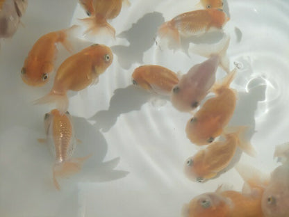 生体加藤産桜錦弐歳魚約7センチ（1匹）らんちゅう/金魚/江戸錦/変わりらんちゅう/きんぎょ/国産金魚【金魚小屋-希-福岡】