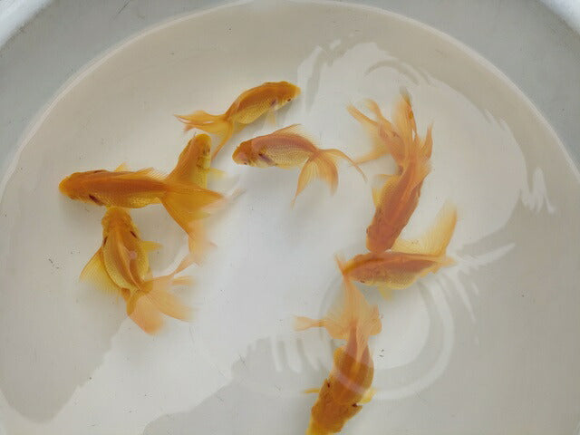 生体飯田産オランダ獅子頭弐歳魚約8センチ（1匹）オランダ/金魚/ローズテール/棚田産/きんぎょ/国産金魚【金魚小屋-希-福岡】