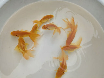 生体飯田産オランダ獅子頭弐歳魚約8センチ（1匹）オランダ/金魚/ローズテール/棚田産/きんぎょ/国産金魚【金魚小屋-希-福岡】