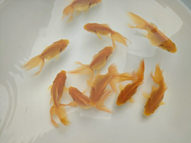 生体飯田産オランダ獅子頭弐歳魚約8センチ（1匹）オランダ/金魚/ローズテール/棚田産/きんぎょ/国産金魚【金魚小屋-希-福岡】