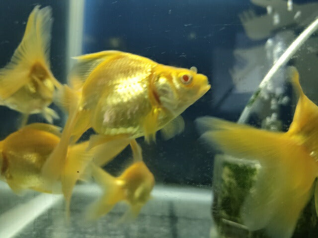 生体飯田産オランダ獅子頭弐歳魚約8センチ（1匹）オランダ/金魚/ローズテール/棚田産/きんぎょ/国産金魚【金魚小屋-希-福岡】