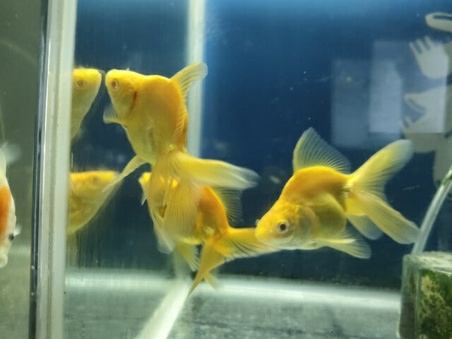 生体飯田産オランダ獅子頭弐歳魚約8センチ（1匹）オランダ/金魚/ローズテール/棚田産/きんぎょ/国産金魚【金魚小屋-希-福岡】