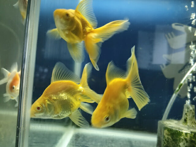 生体飯田産オランダ獅子頭弐歳魚約8センチ（1匹）オランダ/金魚/ローズテール/棚田産/きんぎょ/国産金魚【金魚小屋-希-福岡】