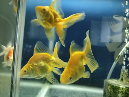 生体飯田産オランダ獅子頭弐歳魚約8センチ（1匹）オランダ/金魚/ローズテール/棚田産/きんぎょ/国産金魚【金魚小屋-希-福岡】