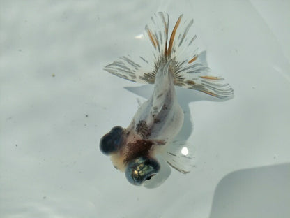 生体飯田産オランダ獅子頭弐歳魚約8センチ（1匹）オランダ/金魚/ローズテール/棚田産/きんぎょ/国産金魚【金魚小屋-希-福岡】