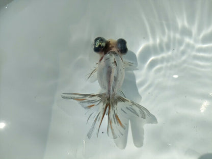 生体飯田産オランダ獅子頭弐歳魚約8センチ（1匹）オランダ/金魚/ローズテール/棚田産/きんぎょ/国産金魚【金魚小屋-希-福岡】