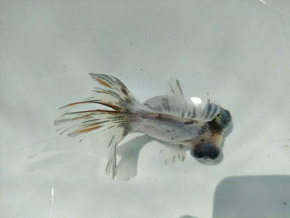 生体飯田産オランダ獅子頭弐歳魚約8センチ（1匹）オランダ/金魚/ローズテール/棚田産/きんぎょ/国産金魚【金魚小屋-希-福岡】