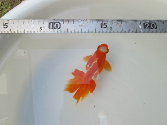 倉庫◆生体（1匹）  NO.4金魚弐歳魚(土佐錦×蝶尾）  約12センチ　土佐錦/金魚/蝶尾/チョウビ/きんぎょ/国産金魚【金魚小屋-希-福岡】