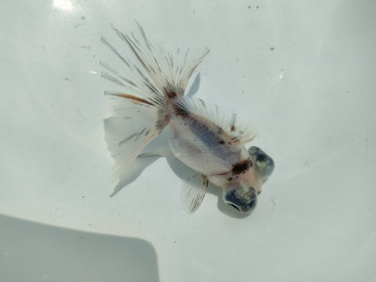 生体飯田産オランダ獅子頭弐歳魚約8センチ（1匹）オランダ/金魚/ローズテール/棚田産/きんぎょ/国産金魚【金魚小屋-希-福岡】