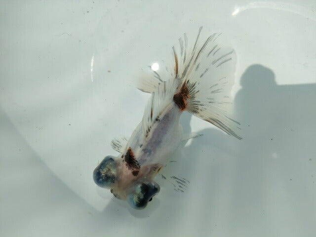 生体飯田産オランダ獅子頭弐歳魚約8センチ（1匹）オランダ/金魚/ローズテール/棚田産/きんぎょ/国産金魚【金魚小屋-希-福岡】